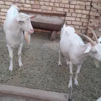 نر بز سانن بدون شاخ