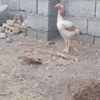 مرغ چابهاری