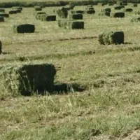 یونجه پرس(قالب)