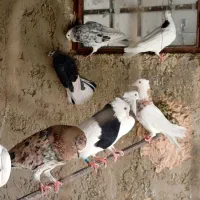 کبوتر