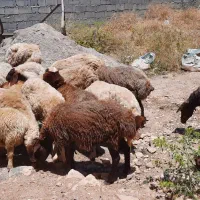 گوسفند|حیوانات مزرعه|کوهدشت, |دیوار
