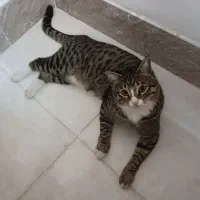 گربه DSH دوست داشتنی و بازیگوش نر