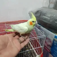 جوجه عروس هلندی