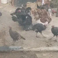 بوقلمون