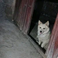 سگ پشمالو