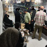 کوتوله‌مرغ‌عشق‌گرینچیک‌ملنگو‌برزیلی‌فنچ‌سهره‌طوطی
