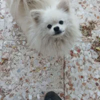 سگ پامر پسر سه ساله