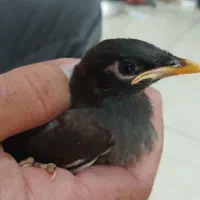 جوجه مینا تهران
