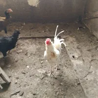 مرغ و خروس
