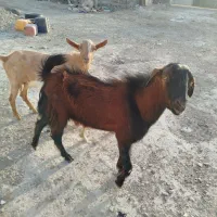 بز نره تروشک