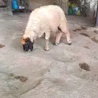 بره قوچ