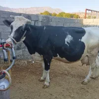 گاو شیرده همراه با گوساله ماده دوماهه