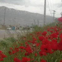 عسل گون و آویشن