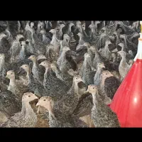 بوقلمون ومرغ وخروس
