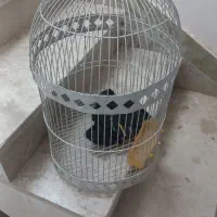 قفس پرنده