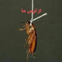 سمپاشی حشرات کل کرج مصباح کلاک اوج حسن آباد گلشهر