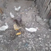 جوجه مرغ جاپنیز و اردک