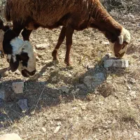 میش