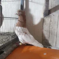 کله‌زرد‌کاکلی‌نر