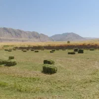 یونجه برش چهارم درجه یک