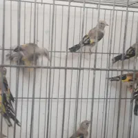 جوجه سهره زنجان همگی نر آس