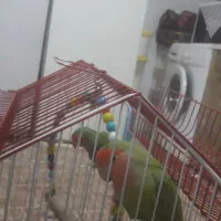 طوطی برزیلی