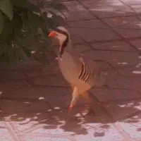 بلدرچین