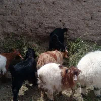 گوسفندفروشی