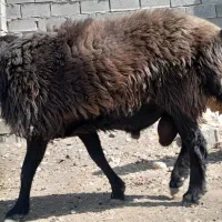 قوچ|حیوانات مزرعه|فسا, |دیوار