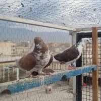کفتر