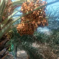 فروش خرمایی نورس