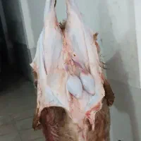 قصاب هستم  بهداشتی تمیز