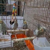 عروس هلندی ۶ عدد