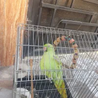 قفس ملنگو طوطی