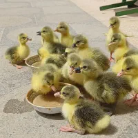 جوجه غاز و قوغاز