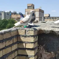 کبوتر