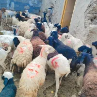 میش داشتی بره کهره