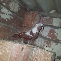 ککیلی اویناق