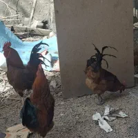 مرغ و خروس