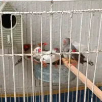 فنج کینگ|پرنده|شیراز, کوی زهرا|دیوار