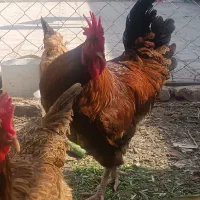 خروس خانگی