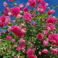 استخدام نگهبان