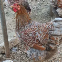 جوجه ویاندوت جاپنیز گلین