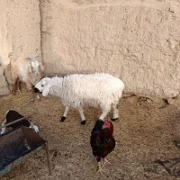 میش وبره|حیوانات مزرعه|بیرجند, |دیوار