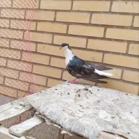 دمگیر زره ای کاکلی ماده