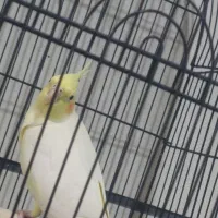 عروس هلندی