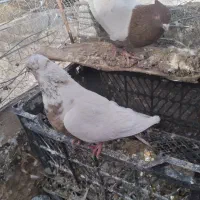 پرنده،کبوتر