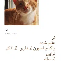 واگذاری گربه در رشت