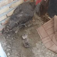 بوقلمون با 1جوجه