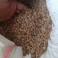 شلتوک بذری